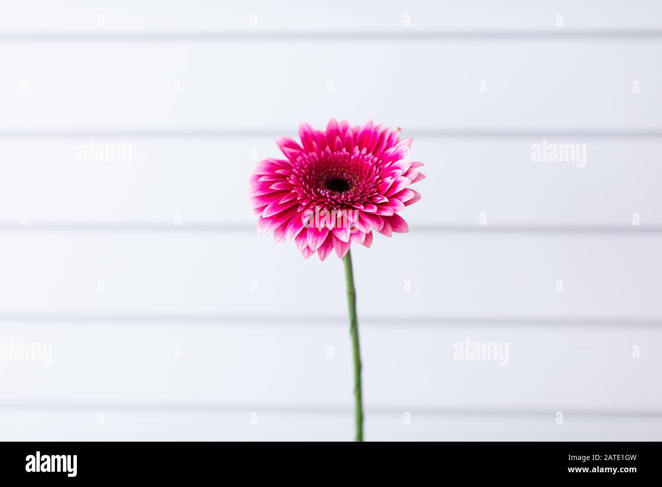 Work rose plantation hires stock photography and images Alamy