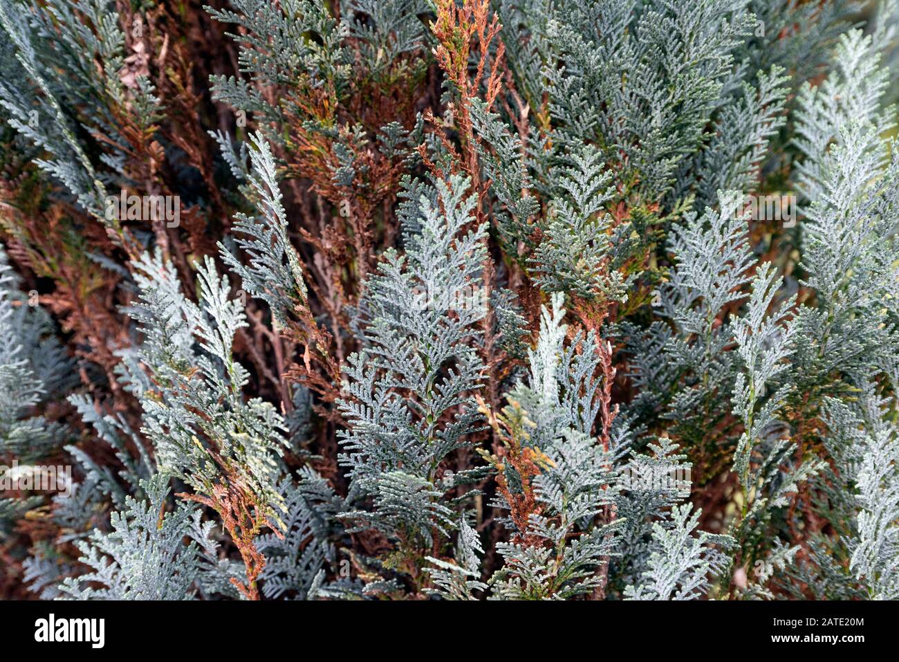 Blue Cypress from the cypress family closeup Stock Photo Alamy