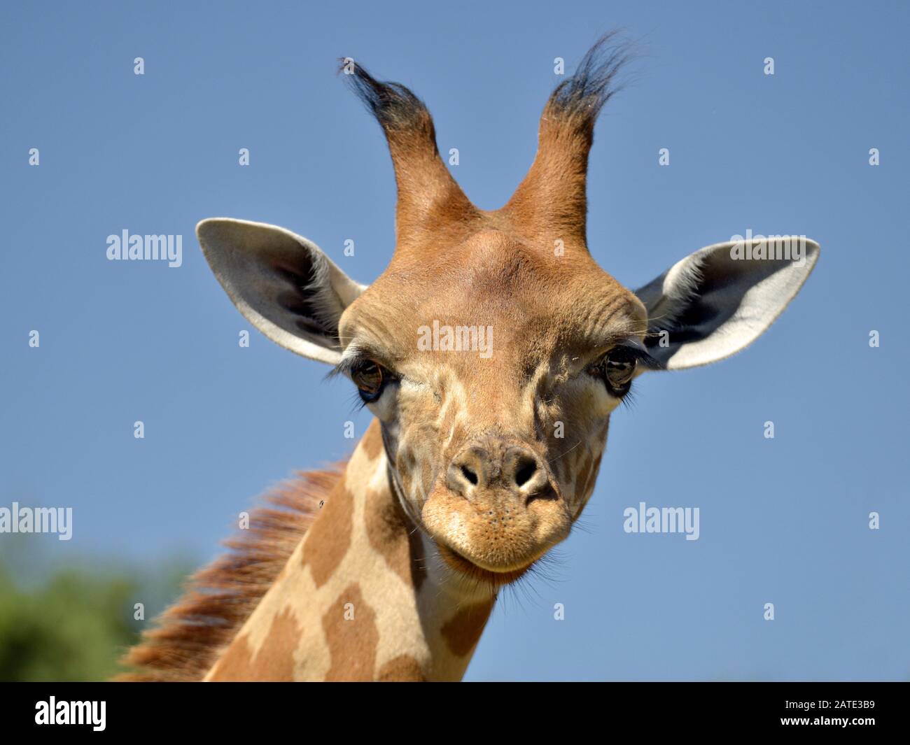 Portrait of face young giraffe (Giraffa camelopardalis) on blue sky background Stock Photo