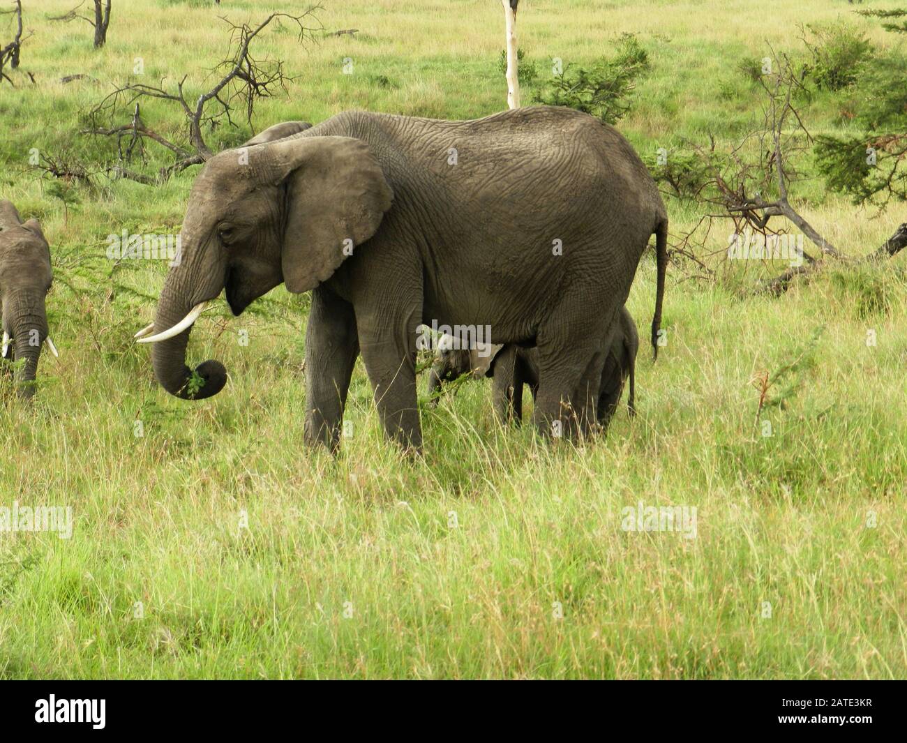 A group of elephants in the beautiful African savannah Stock Photo