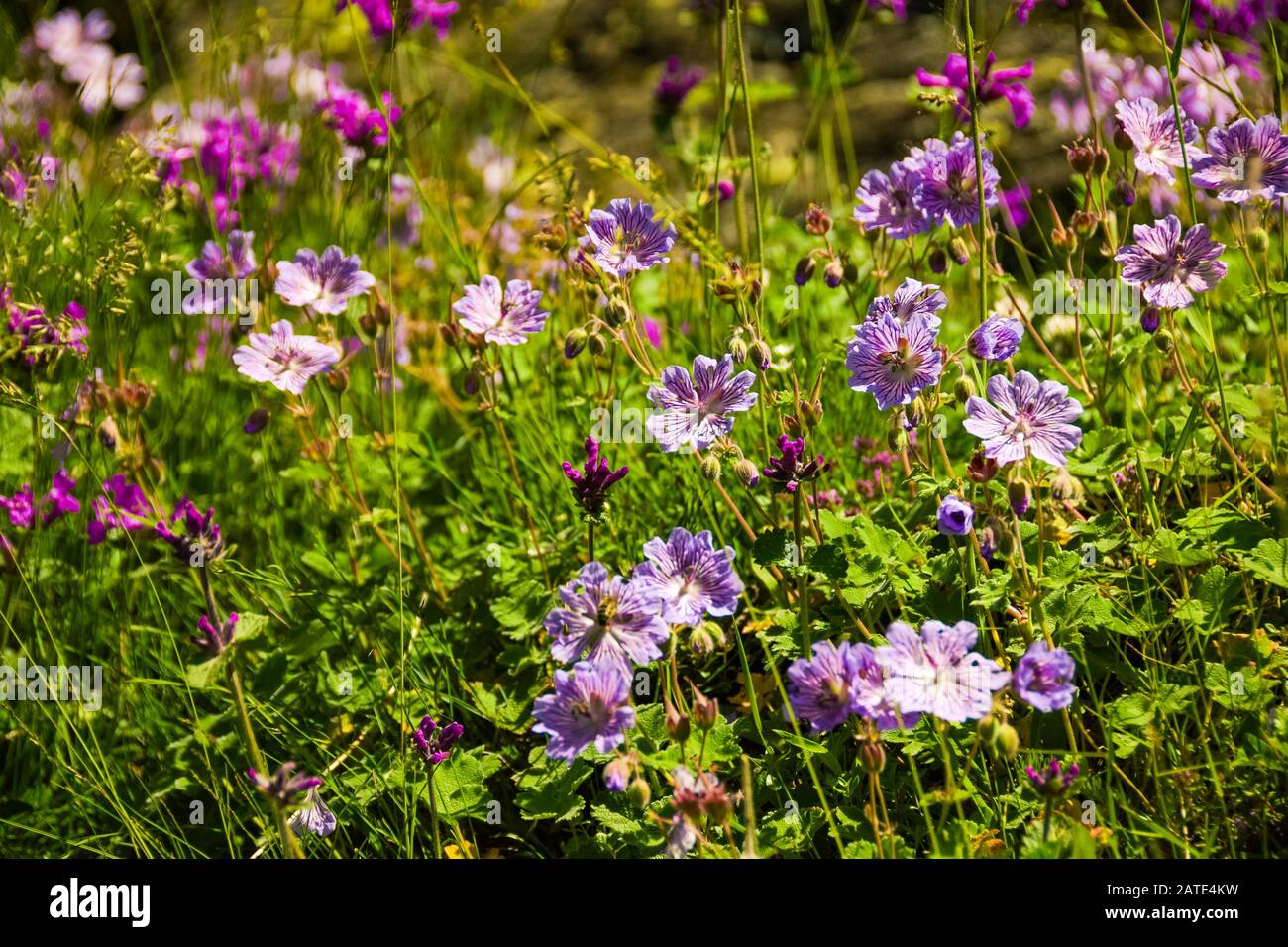 Beautiful summer meadow in Caucasus Mountains full of purple wildflowers in Upper Svaneti, Georgia. Stock Photo