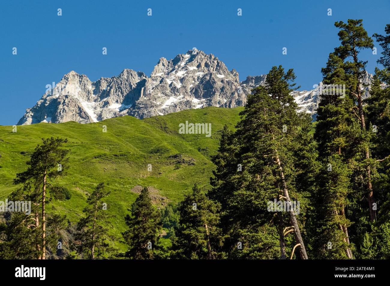 Rocky ridge of  Mount Ushba showing behind the pine trees and the grassy slopes of the lower altitudinal zones of Caucasus Mountains. Svaneti, Georgia. Stock Photo