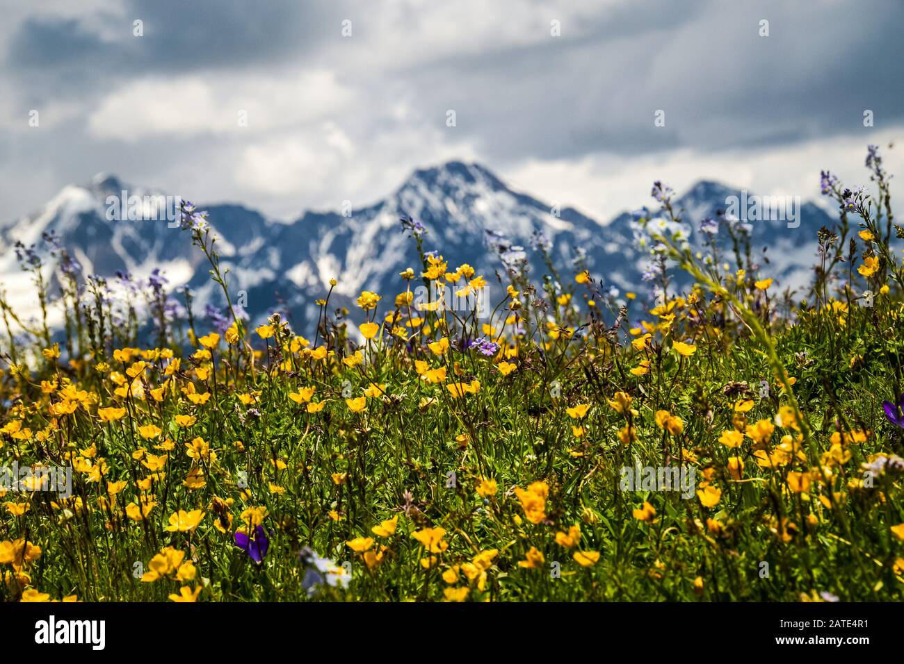 Snowcapped peaks of Caucasus mountain range over a meadow full of yellow wildflowers. Upper Svaneti, Georgia. Stock Photo