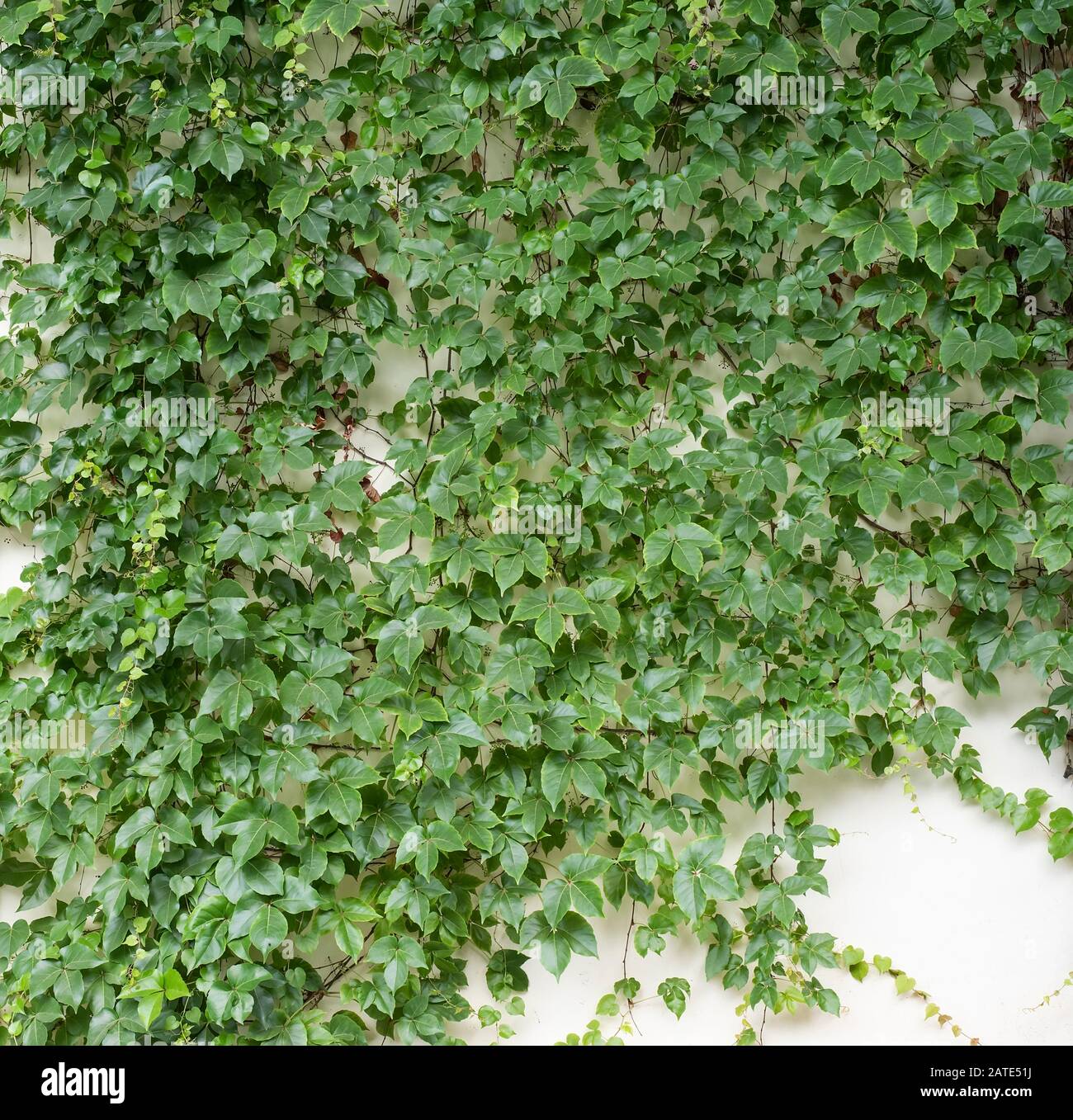 green ivy isolated on a white background Stock Photo - Alamy
