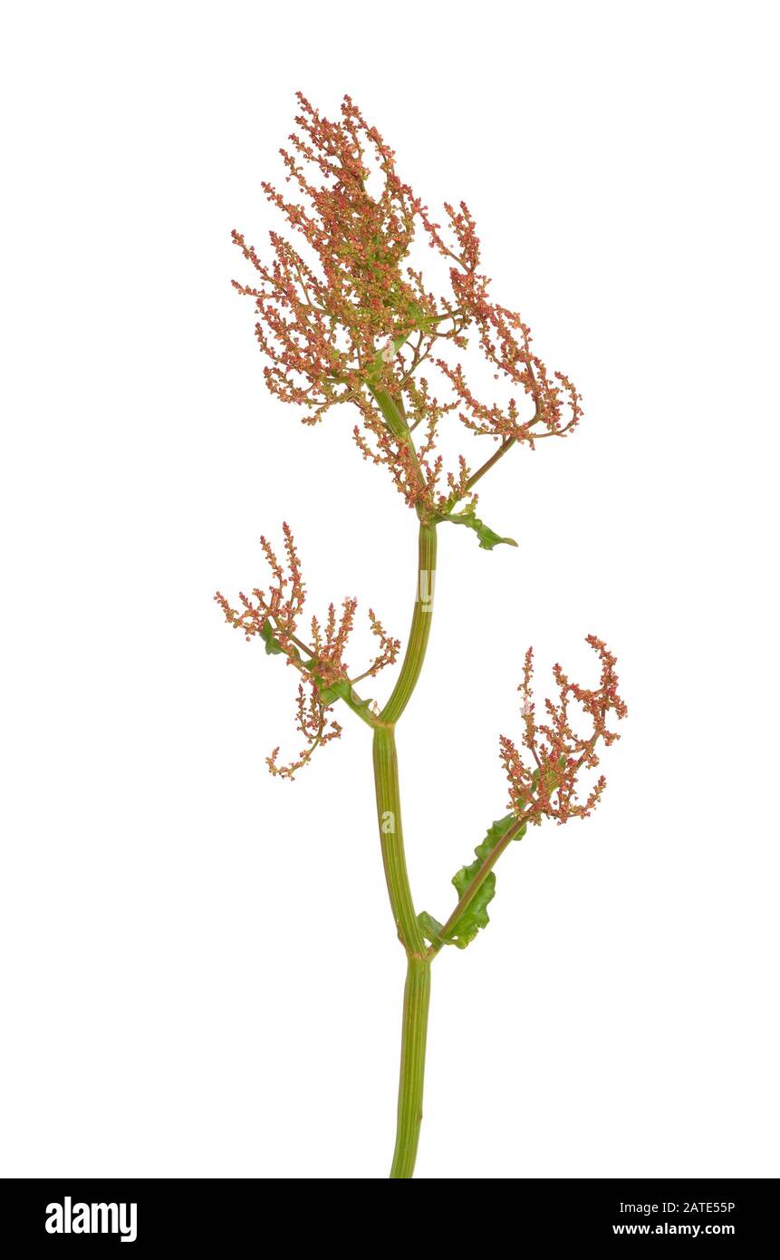 Common sorrel (Rumex acetosa) flower isolated on white background Stock Photo