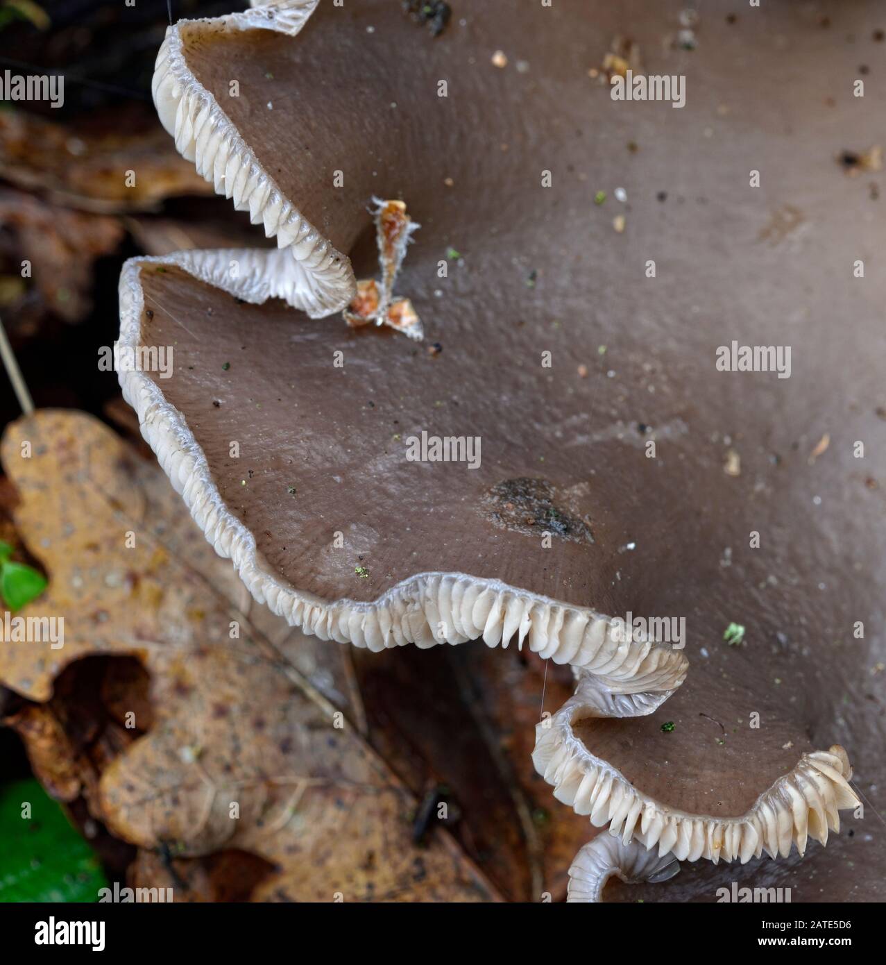 Large tree fungi,close up detail,UK Stock Photo