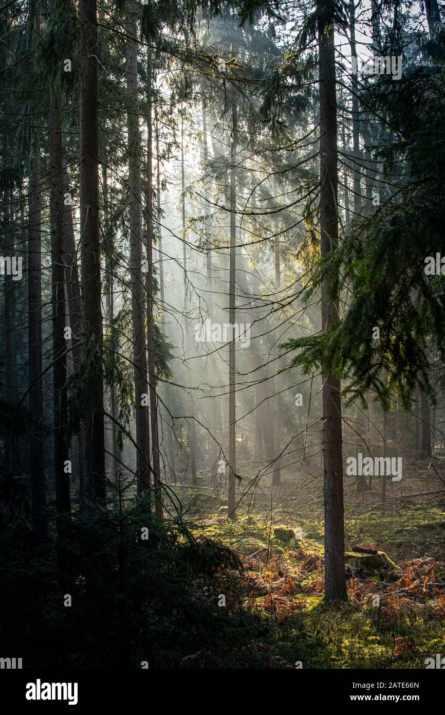 Morning in the woods hi-res stock photography and images - Alamy
