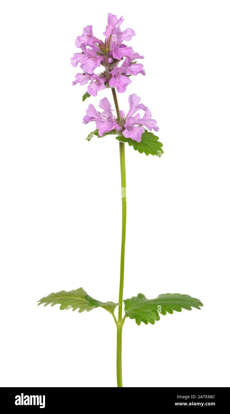 Phlomoides tuberosa (Phlomis tuberosa) flower isolated on a white background Stock Photo