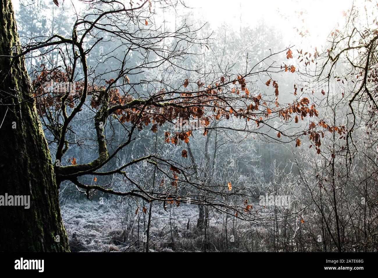 Misty Morning in the Woods in January during sunrise Stock Photo - Alamy
