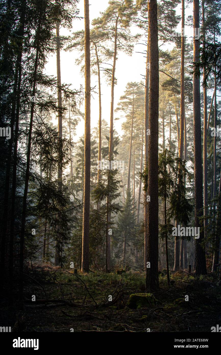 Misty Morning in the Woods in January during sunrise Stock Photo - Alamy