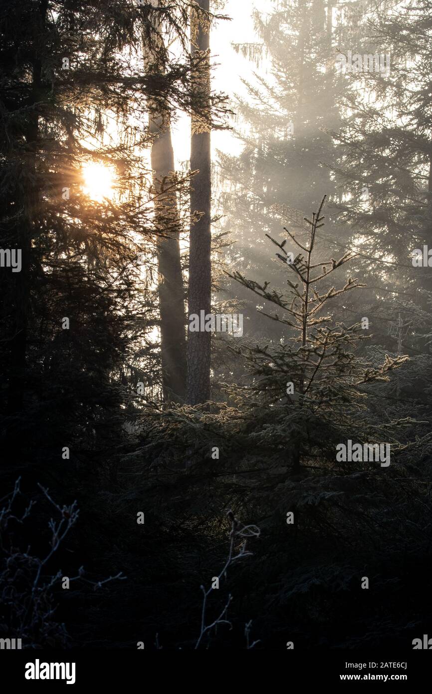 Sunrise in misty woods hi-res stock photography and images - Alamy