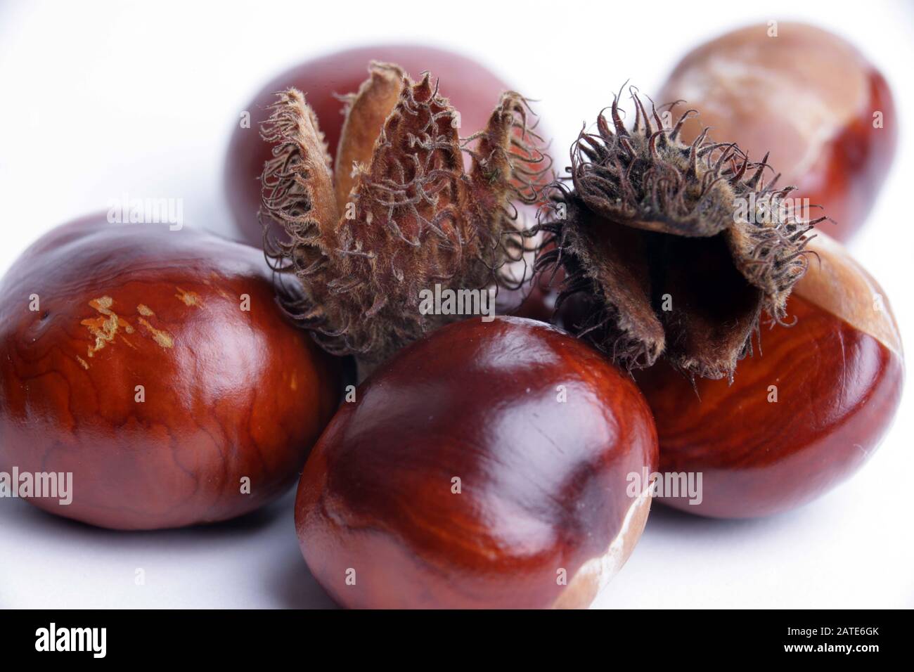 Autumn conkers and beech nut husks Stock Photo