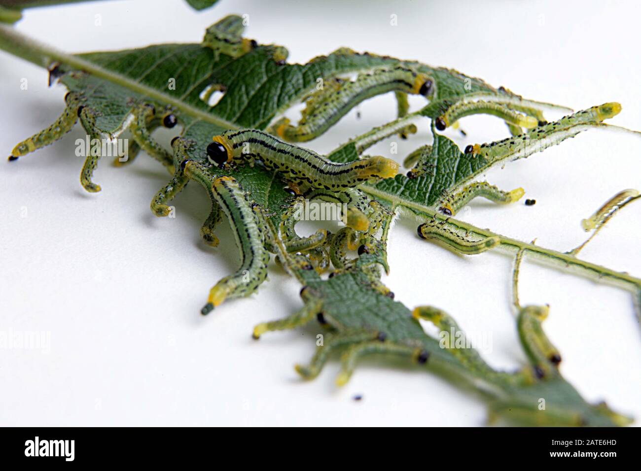 Small Green Caterpillar Black Head Uk Price www.meesenburg.kz