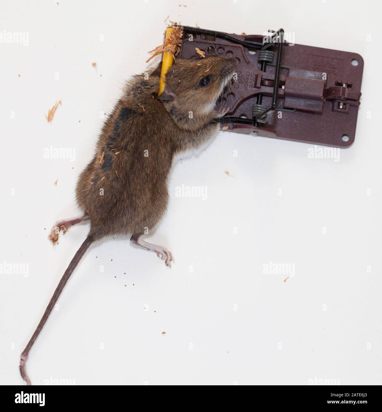 https://c8.alamy.com/comp/2ATE6J3/mouse-in-mouse-trap-2ATE6J3.jpg