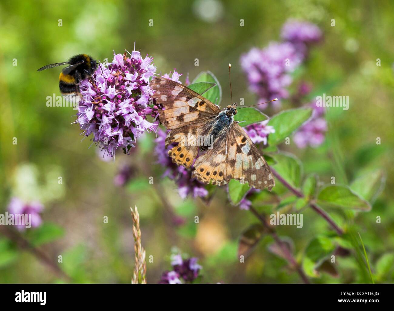 PAINTED LADY Butterfly and a BUMBLEBEE on a flower of Oregano Stock Photo