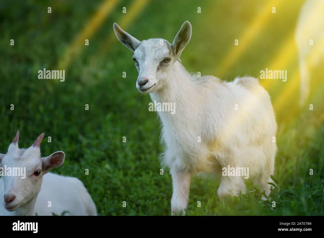 Little kid goat on warm spring day. Childhood goats on farm. Beautiful