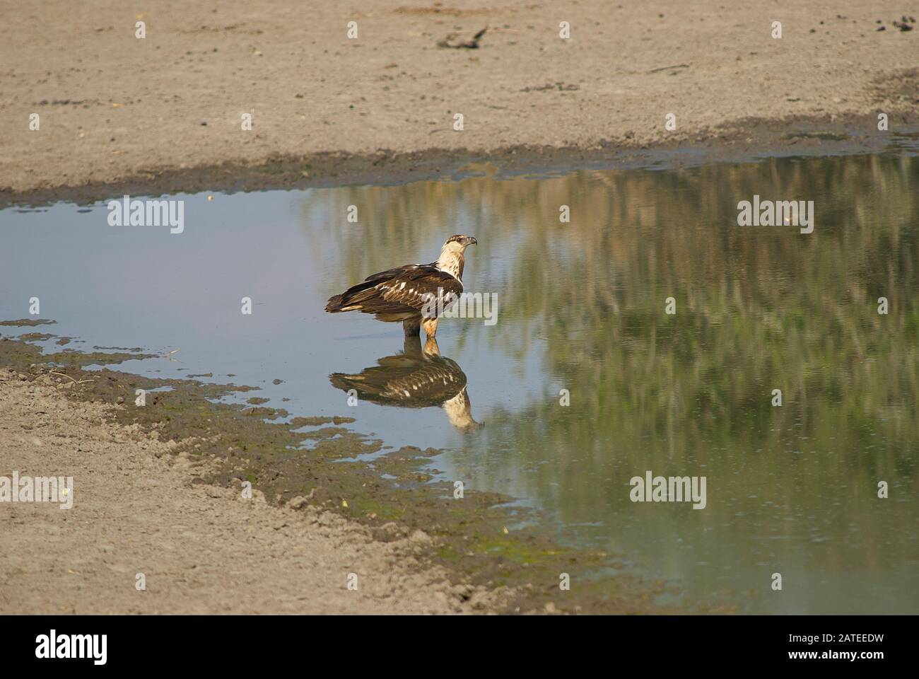 A juvenile African Fish Eagle, drinking at a water hole Stock Photo