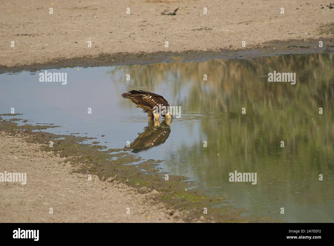 A juvenile African Fish Eagle, drinking at a water hole Stock Photo