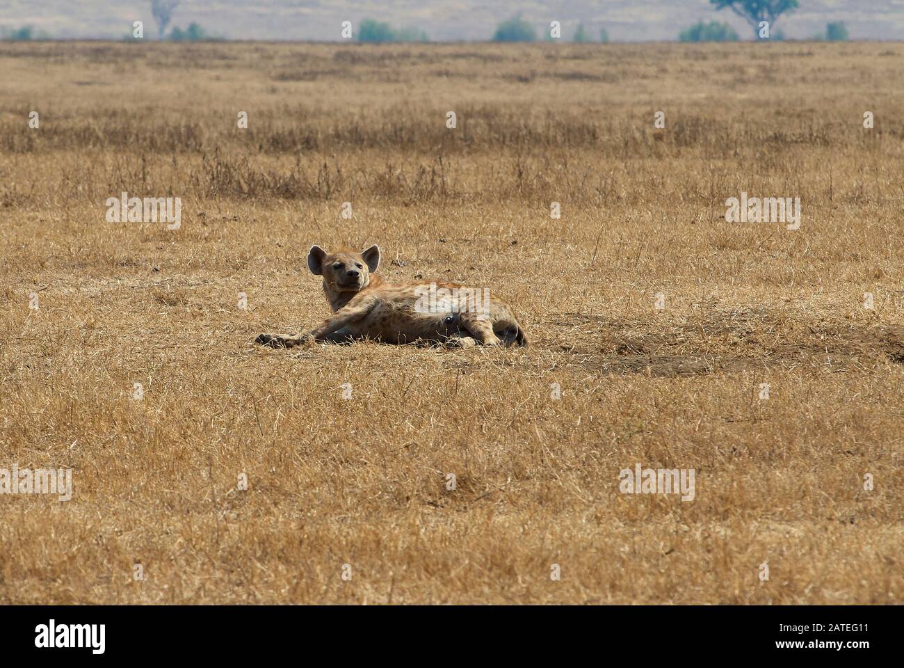 A lactating female hyena taking a break from her motherly duties Stock Photo