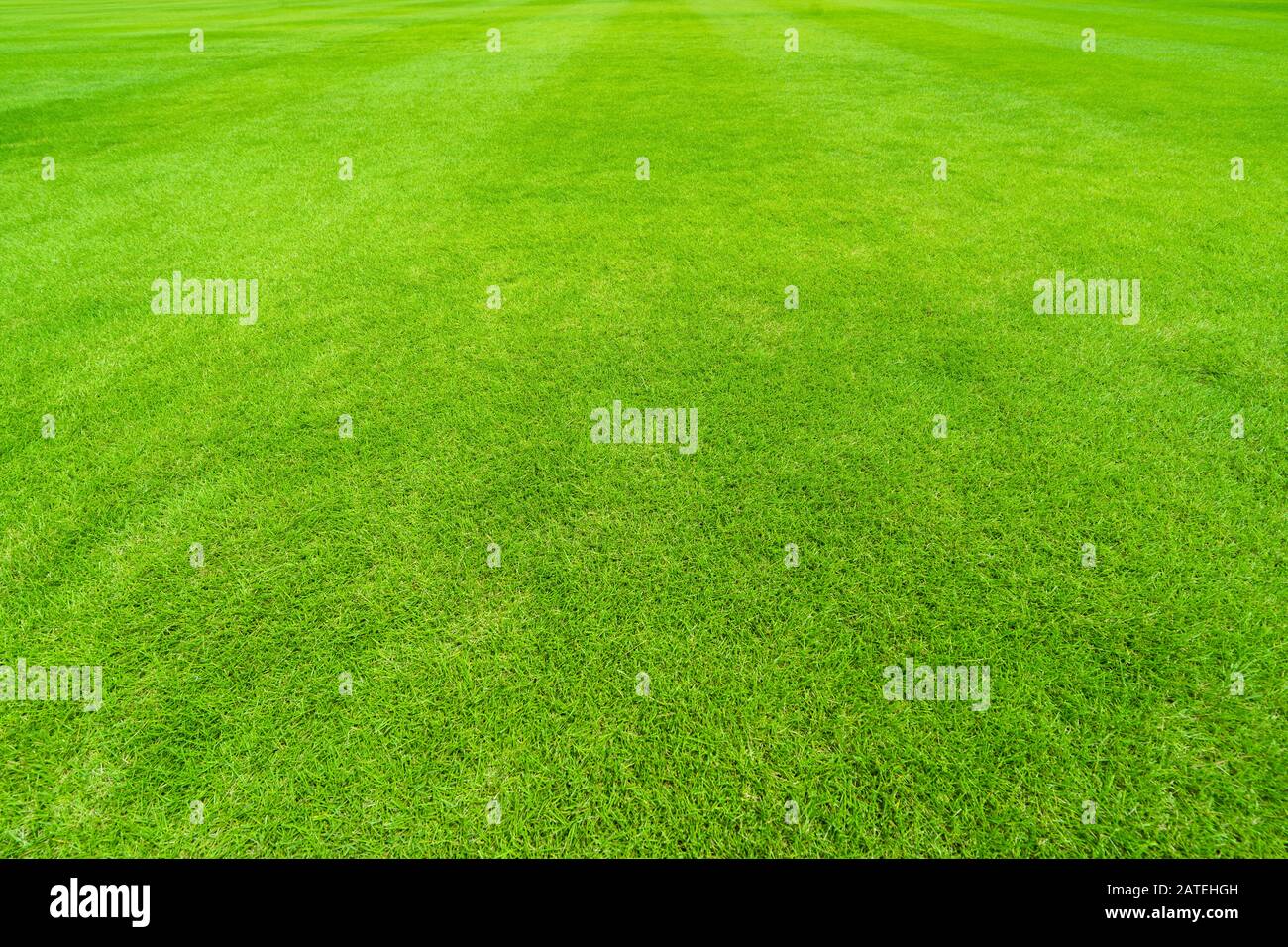 Grass of Sport Field Stock Photo