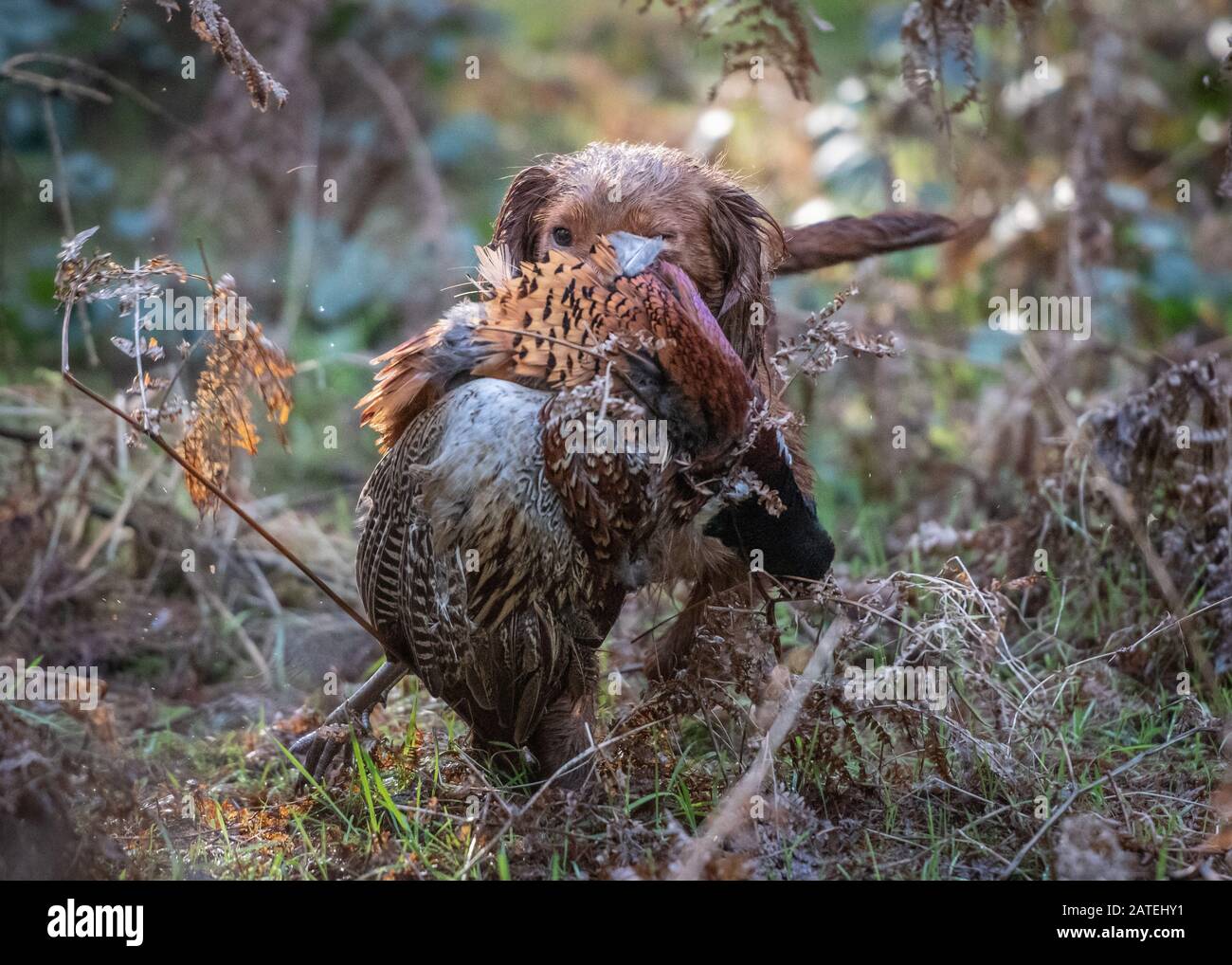 Working Cocker Spaniel Dog Stock Photo - Alamy