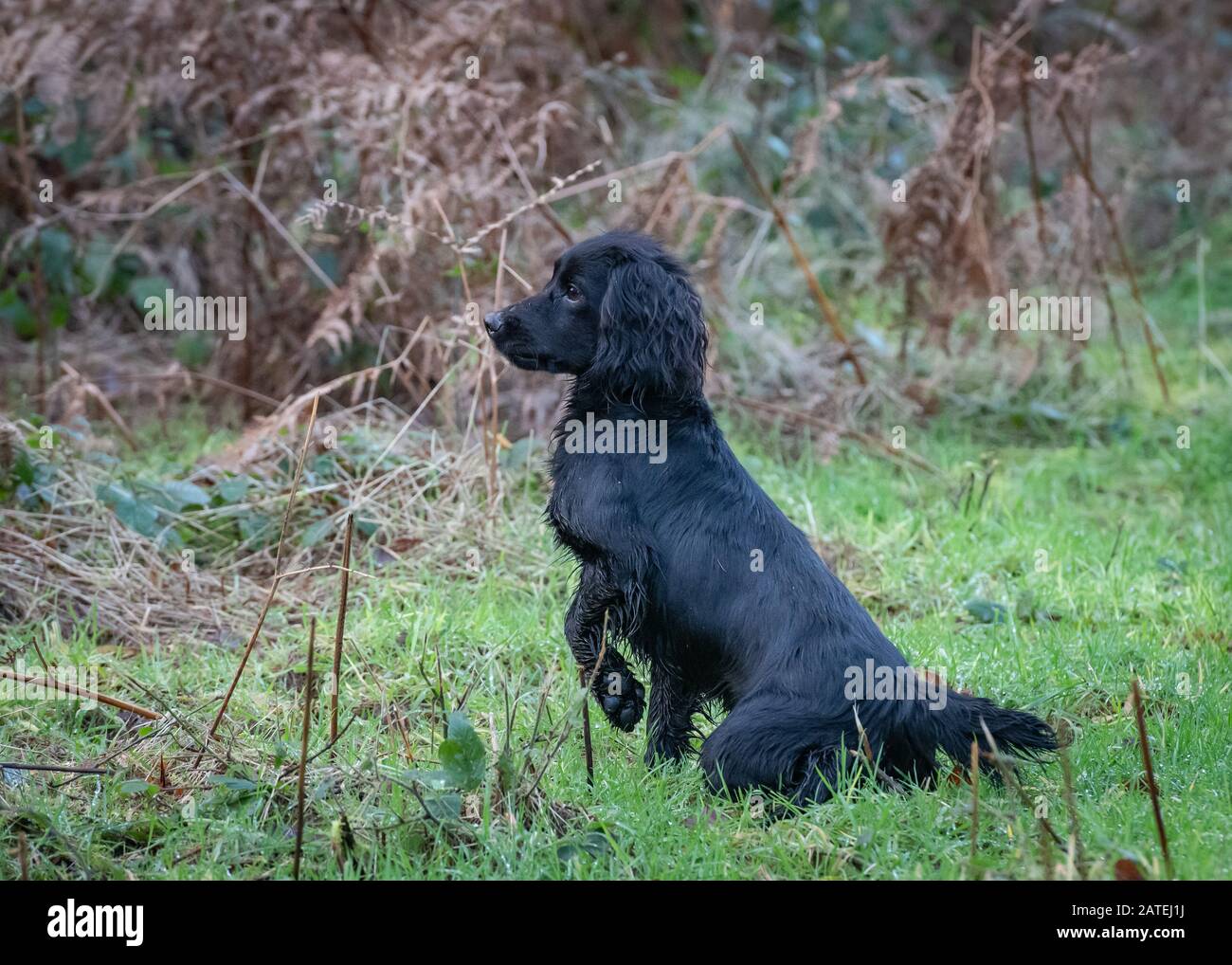Working Cocker Spaniel Dog Stock Photo Alamy