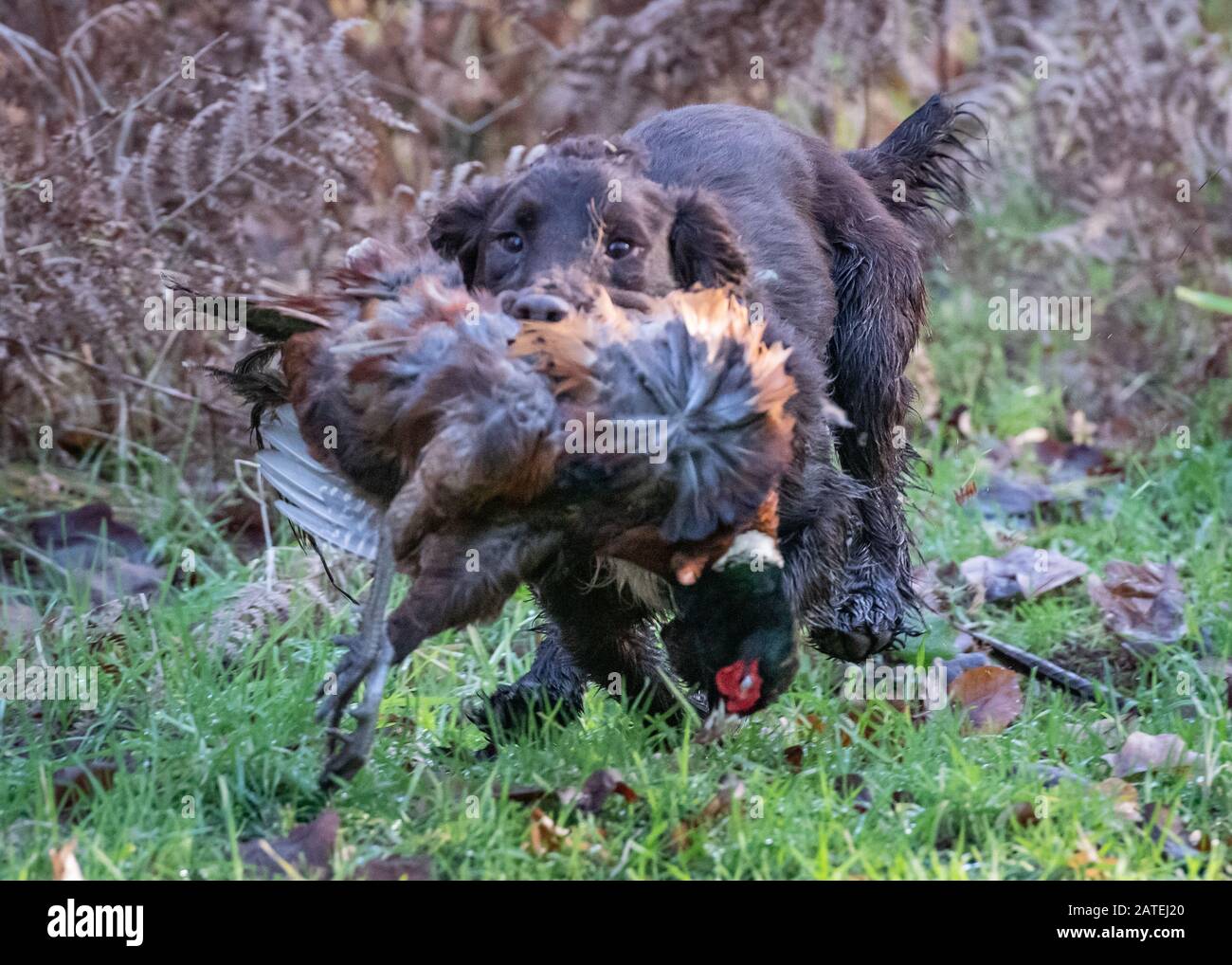 Working Cocker Spaniel Dog Stock Photo Alamy