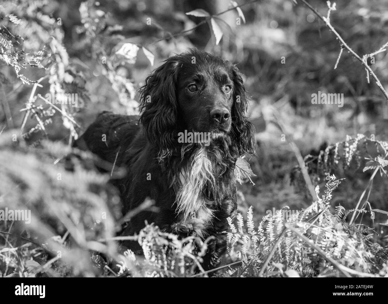 Working Cocker Spaniel Dog Stock Photo