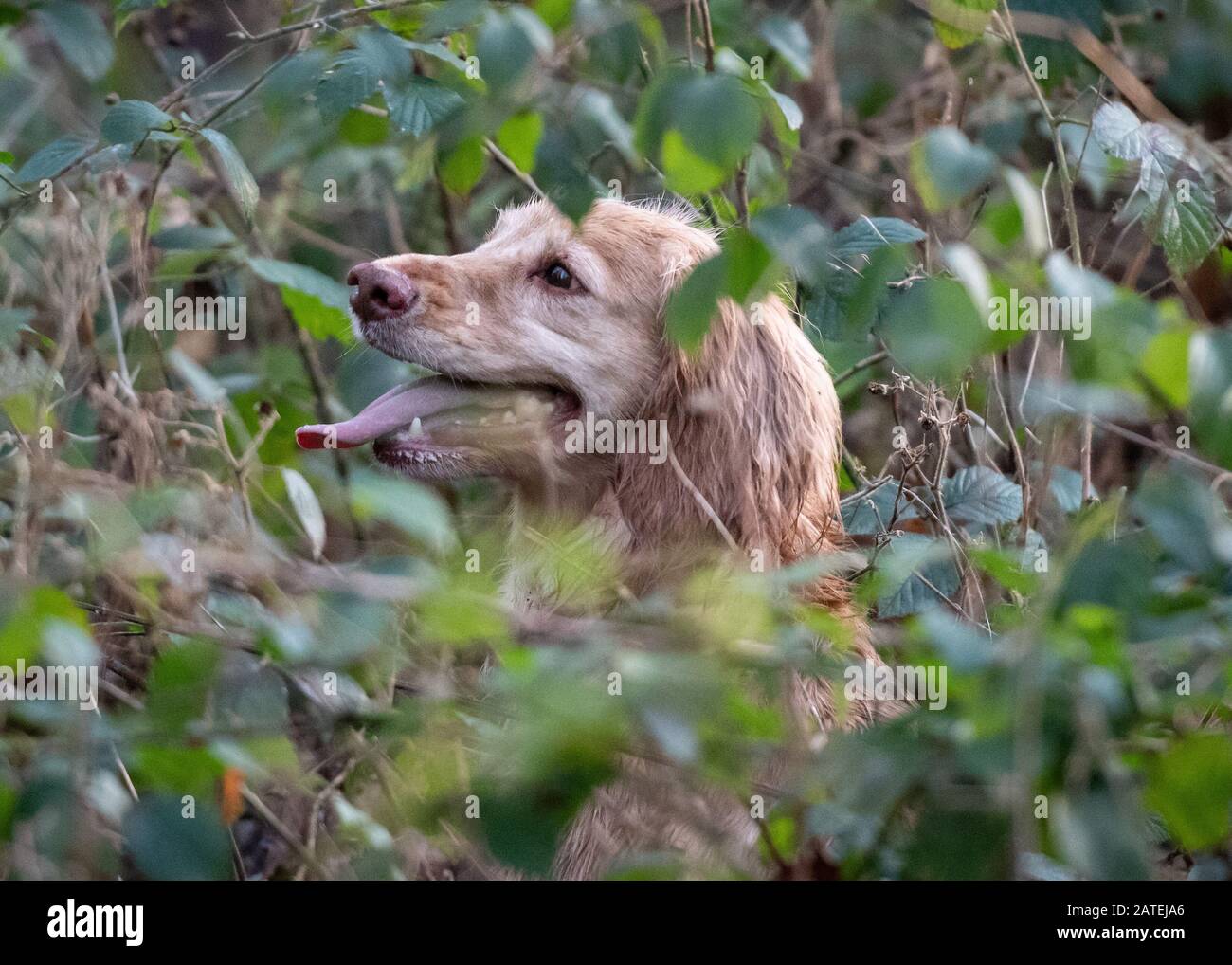 Working Cocker Spaniel Dog Stock Photo