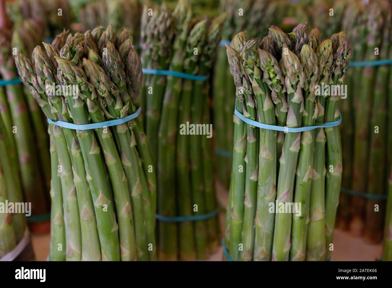 Asparagus (Asparagus officinalis), bundle, harvested asparagus, Italy Stock Photo
