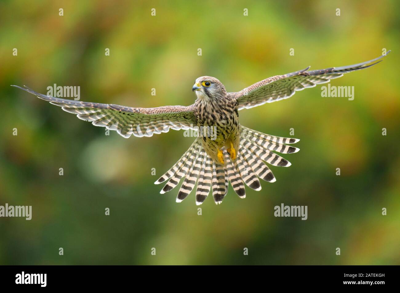 Turmfalke, ruettelt, Flug, Jagd, Nahrungssuche, Biotop, (Falco tinnunculus), Stock Photo