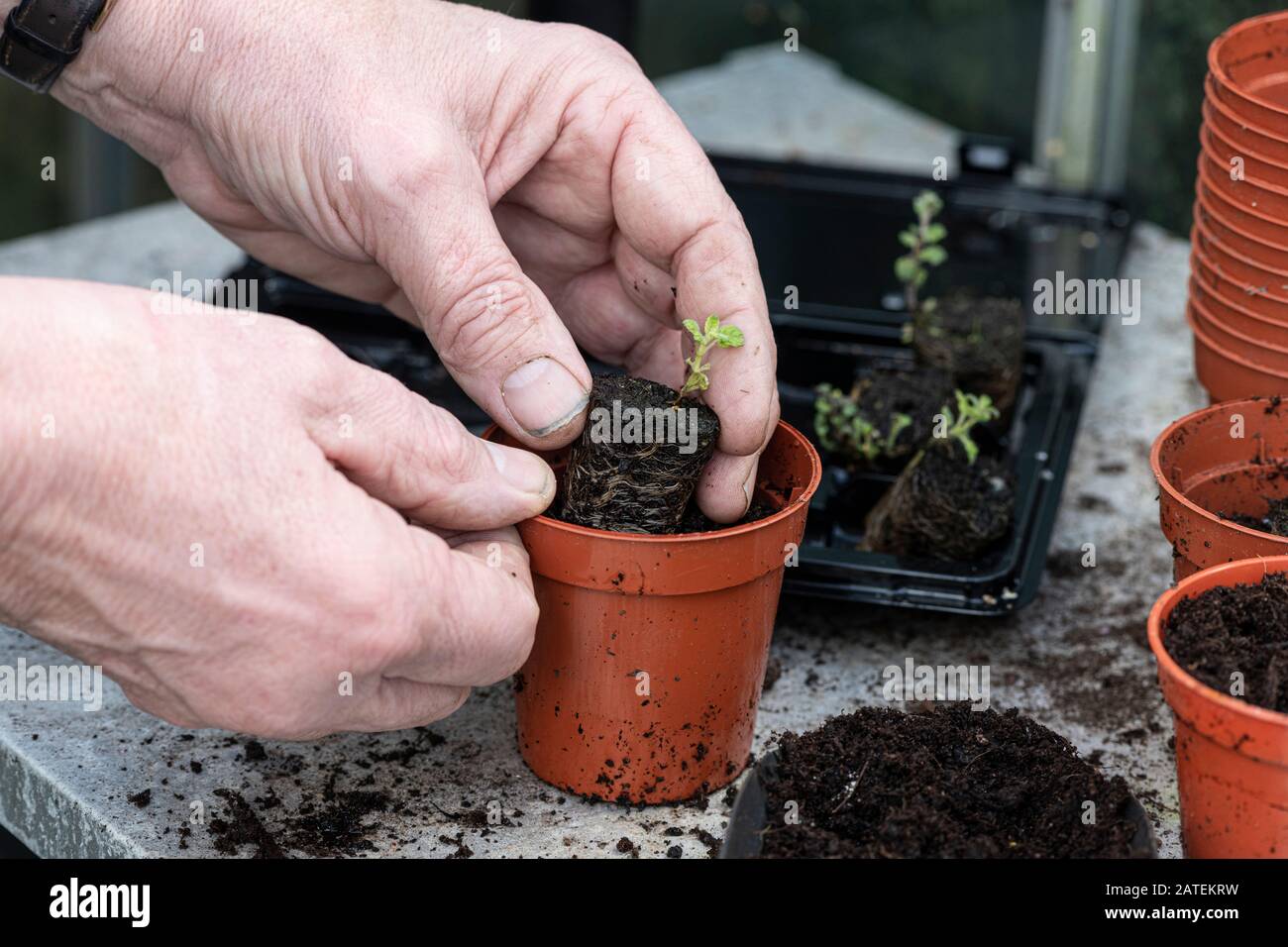 A man’s hands Planting a small plant in a small flowerpot potting up