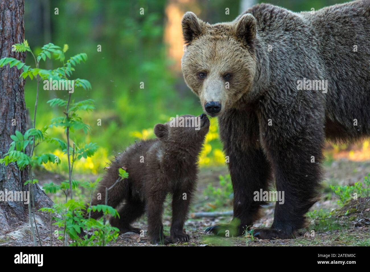 Braunbaer mit Jungtier, Finnland, (Ursus arctos Stock Photo - Alamy