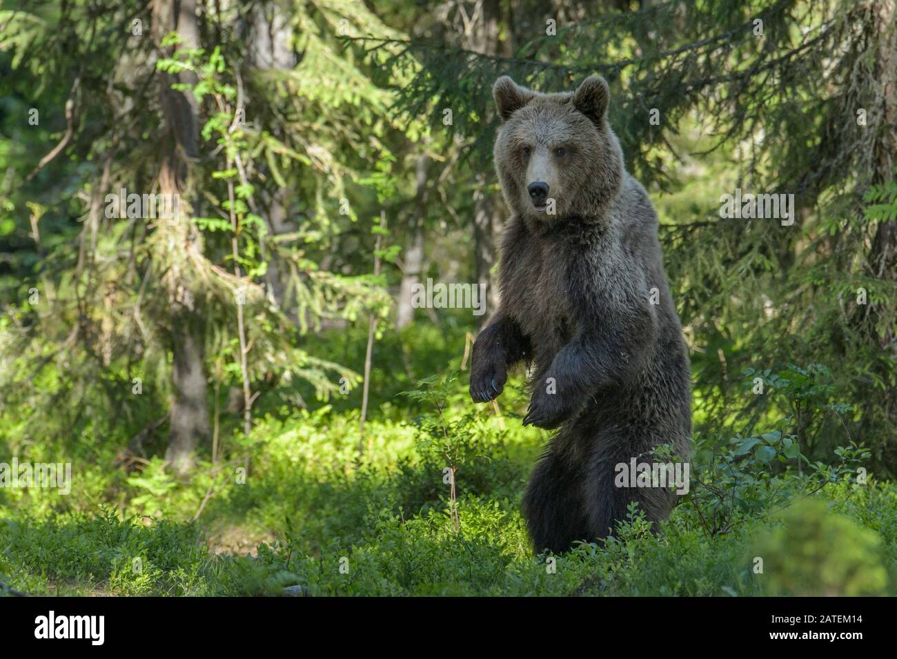 Braunbaer, Finnland, (Ursus arctos Stock Photo - Alamy