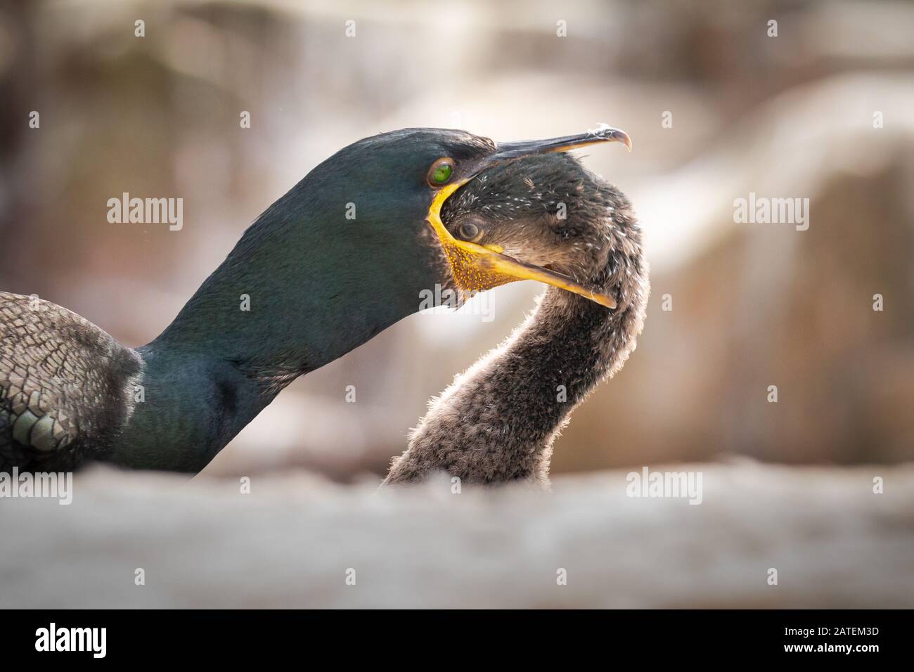 Bird vomit hires stock photography and images Alamy