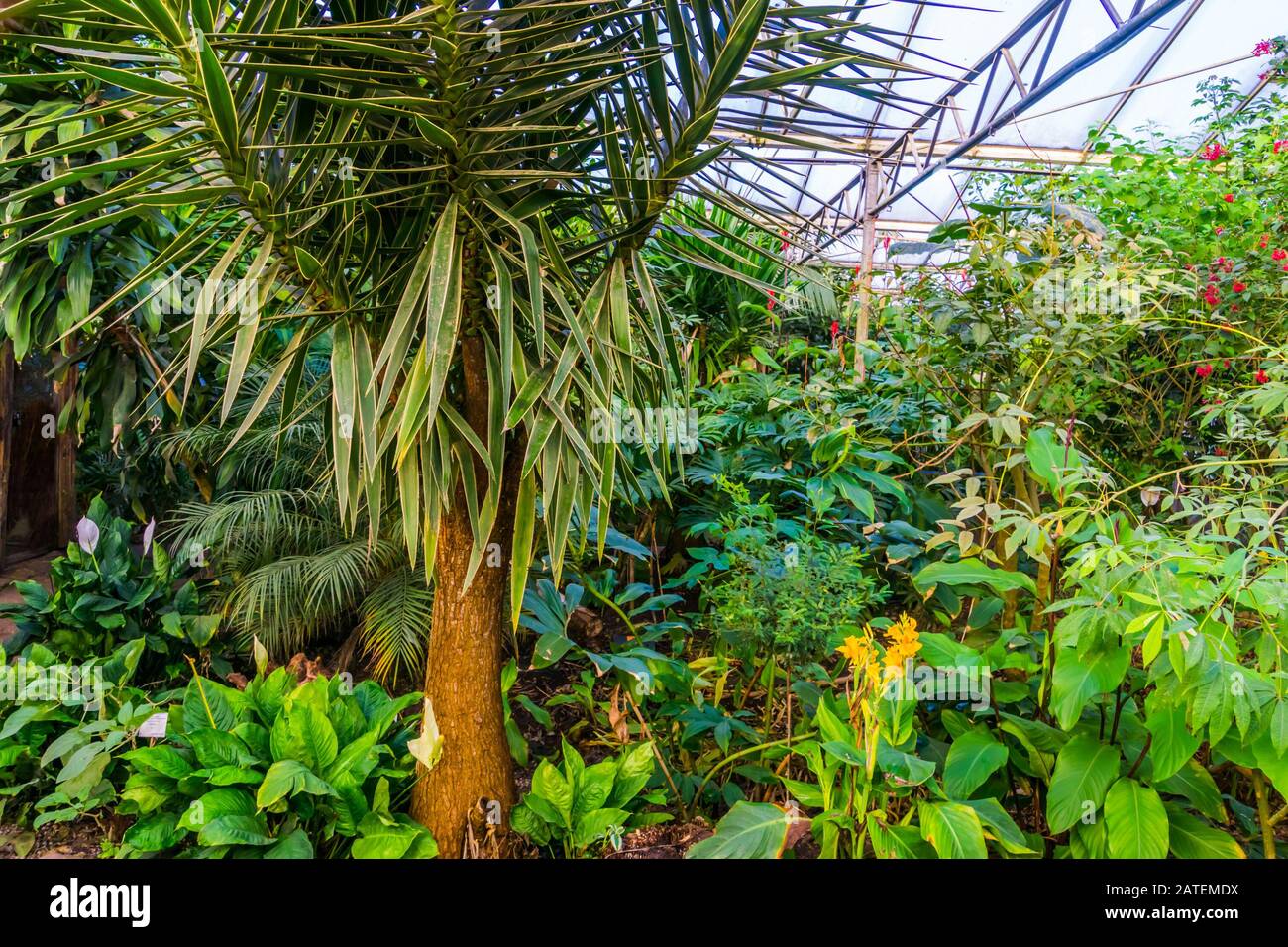 closeup of a Song of Jamaica tree in a tropical garden, popular exotic ...