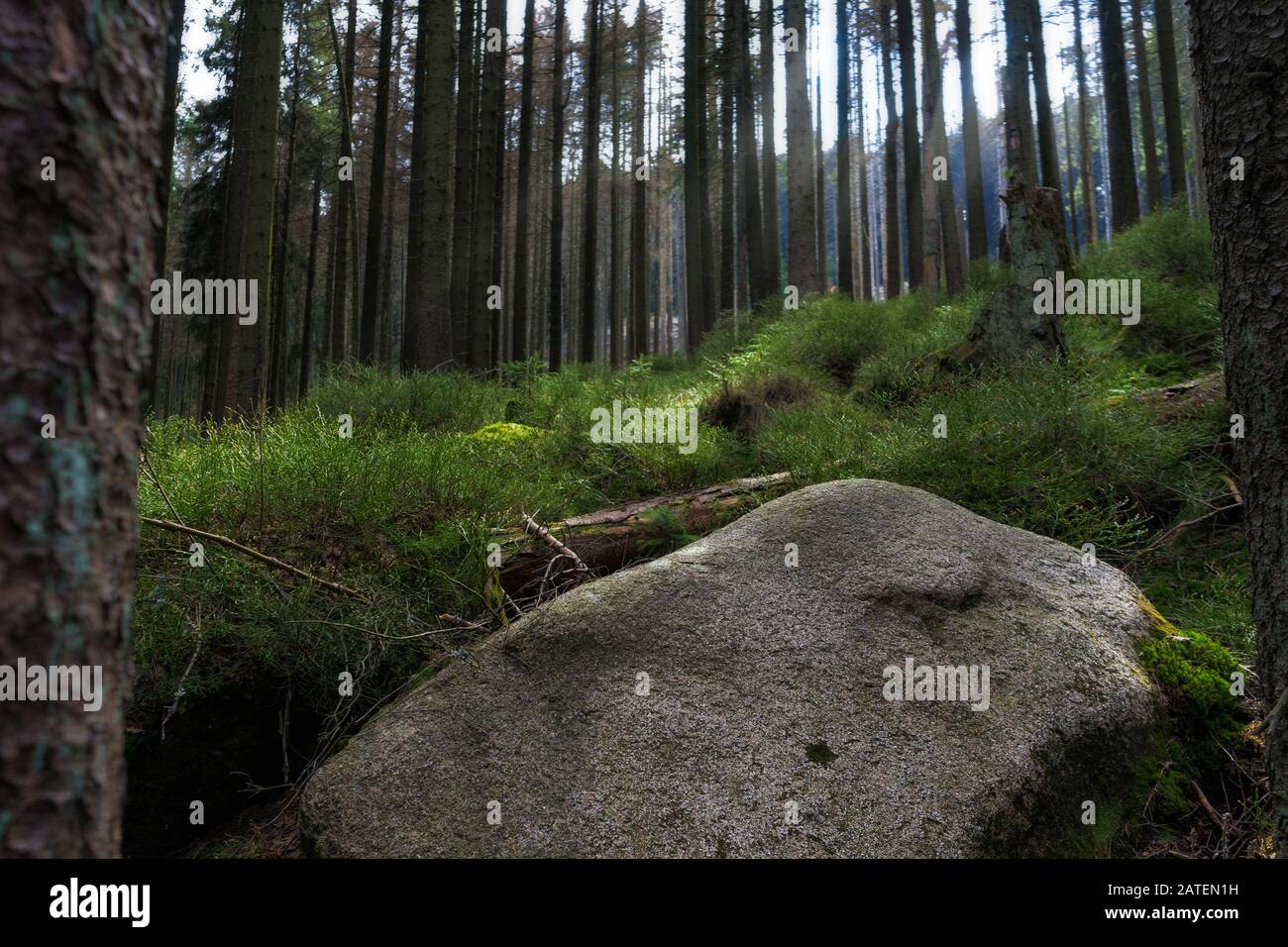 Forest at the Harz National Park Stock Photo