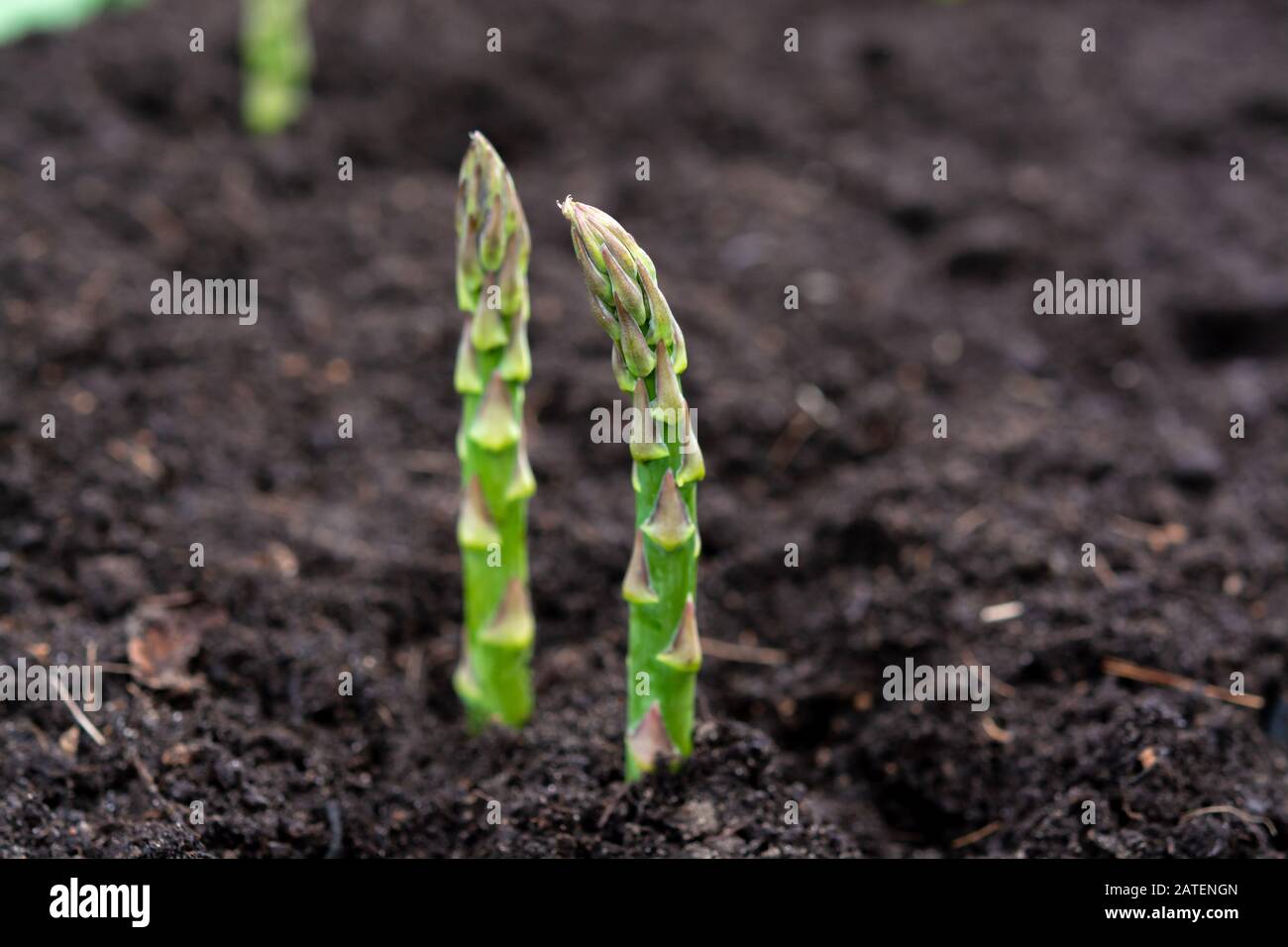 New harvest of green asparagus vegetable in spring season, green