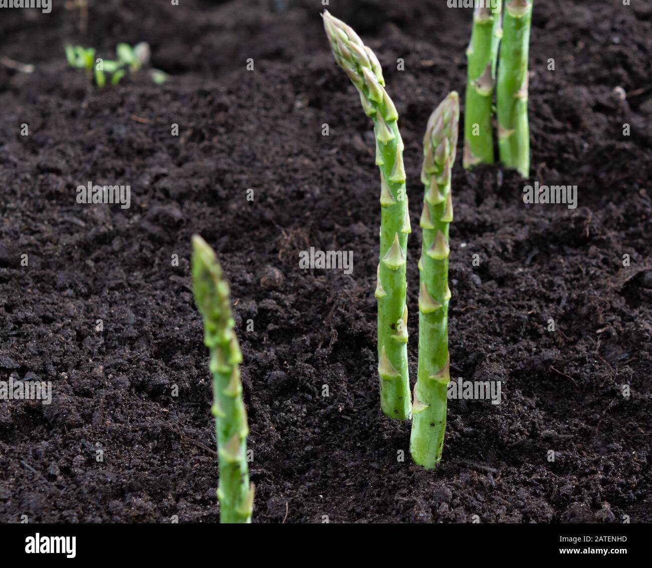 New harvest of green asparagus vegetable in spring season, green asparagus growing up from the