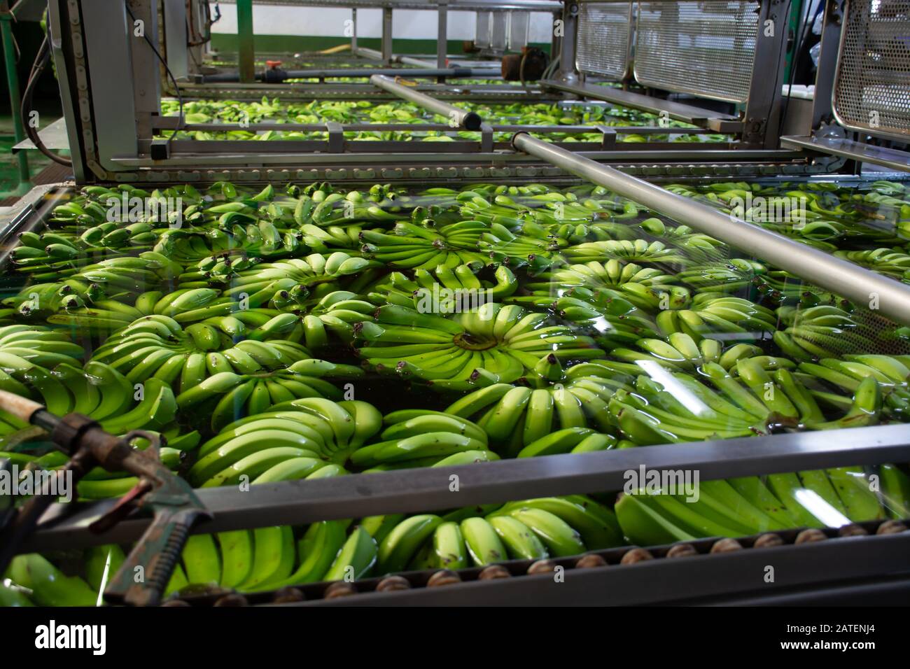 Banana factory on La Palma, Canary islands, Spain, once harvested, big