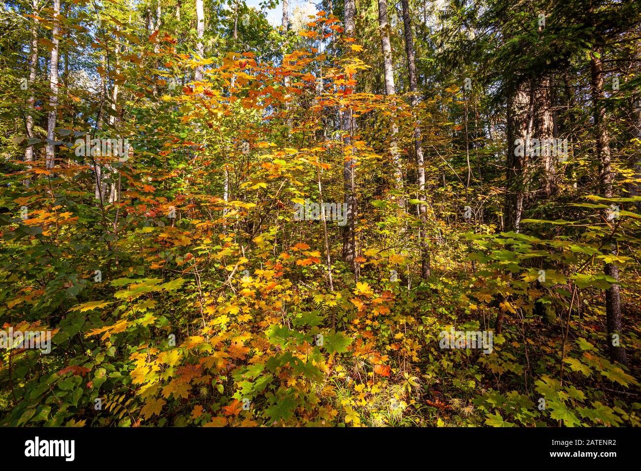 Maple trees in autumn colours Stock Photo - Alamy