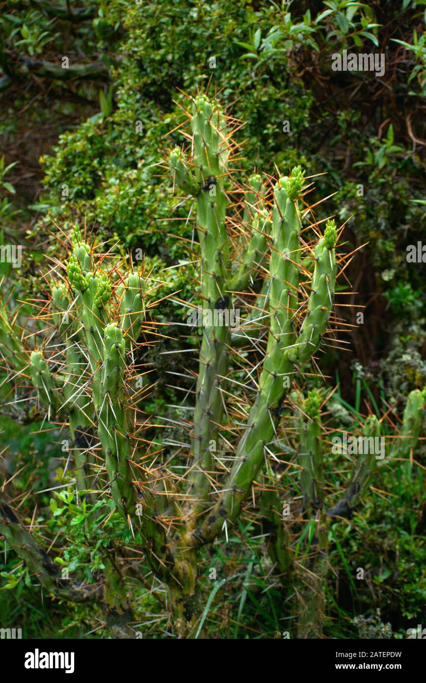 Eves needle cactus blooming in Huascaran National Park Peru Stock Photo