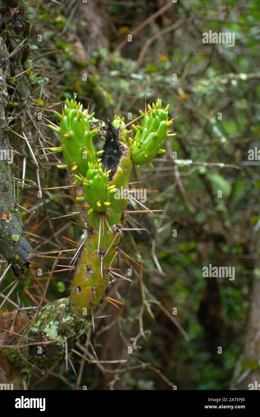 Eves needle cactus blooming closeup in Huascaran National Park Peru Stock Photo