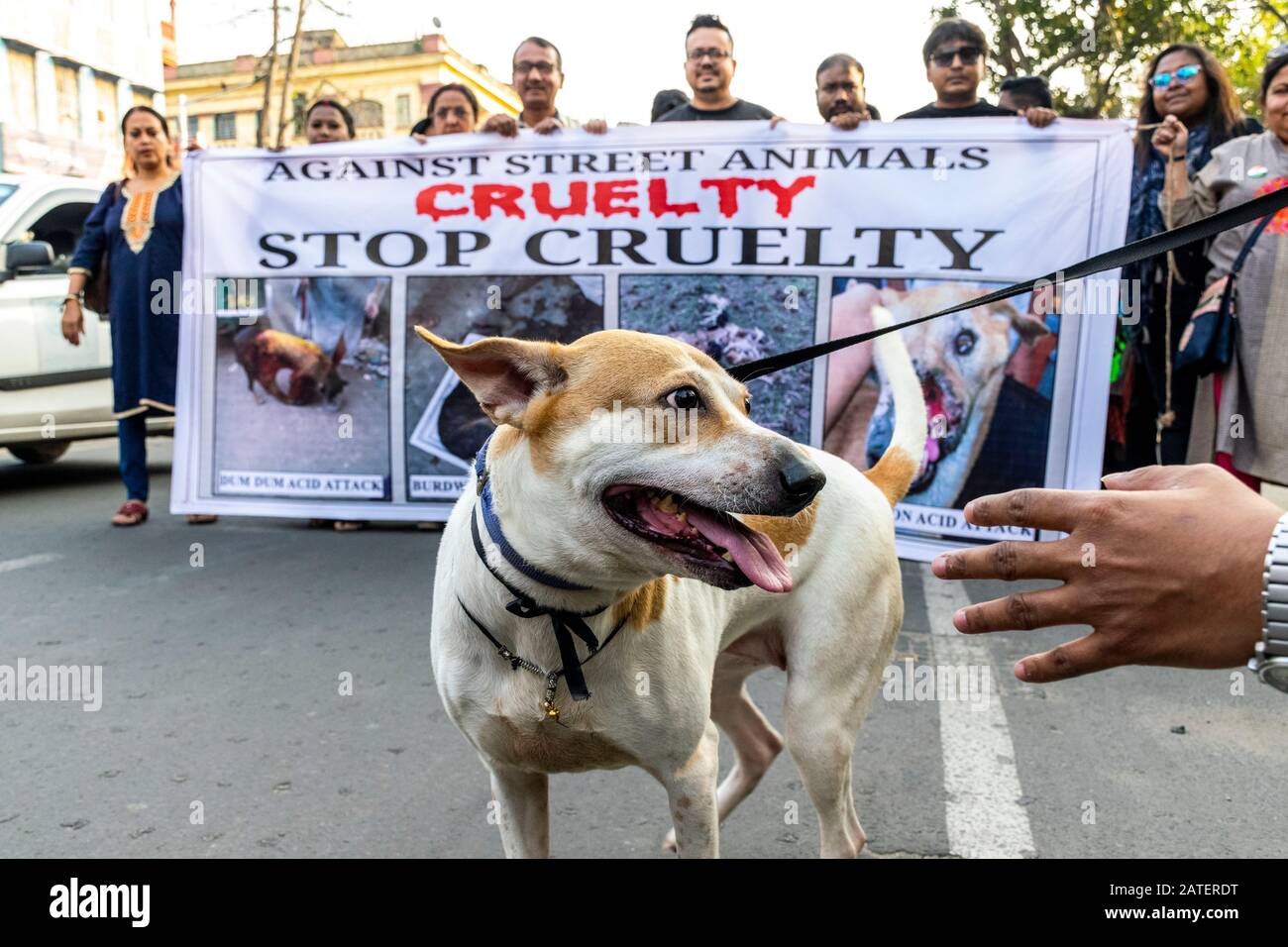 Kolkata, India. 02nd Feb, 2020. A street dog seen during the demonstration. Animal lovers and NGO's from different districts of West Bengal organised a protest against the street animal cruelty in Kolkata. Credit: Kolkata, India. 02nd Feb, 2020. A street dog seen during the demonstration. Animal lovers and NGO's from different districts of West Bengal organised a protest against the street animal cruelty in Kolkata. Credit: