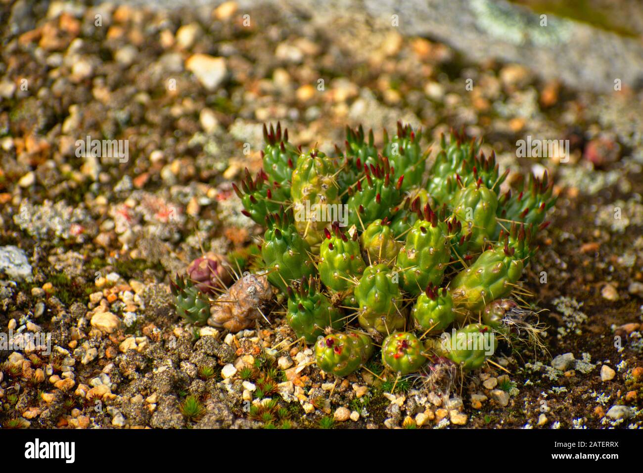Small Eves needle cactus blooming in rocks in Huascaran National Park Peru Stock Photo