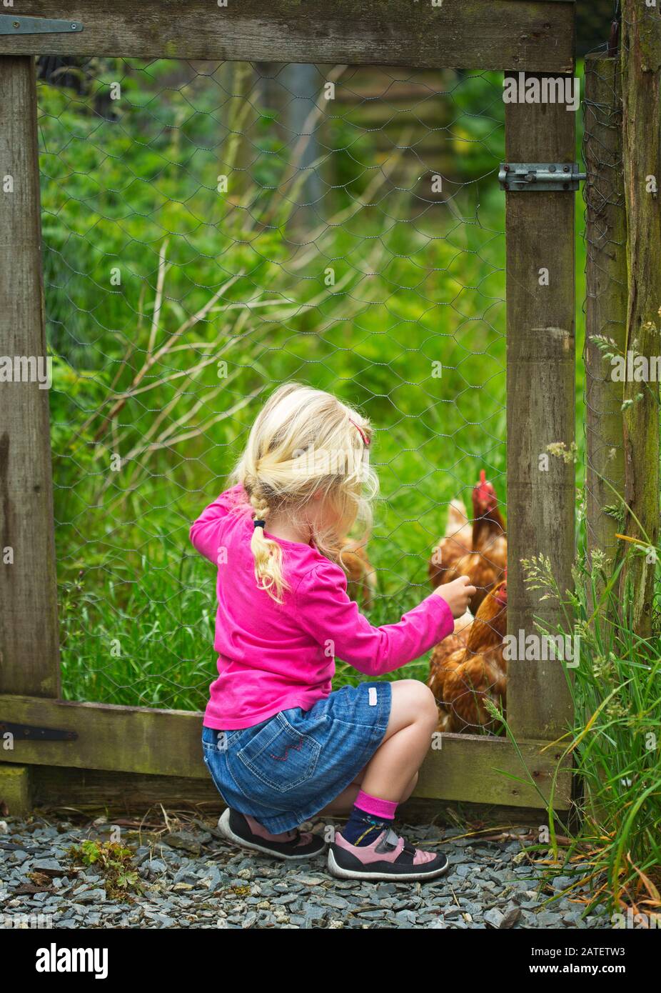A little girl playing with chickens on a farm Stock Photo