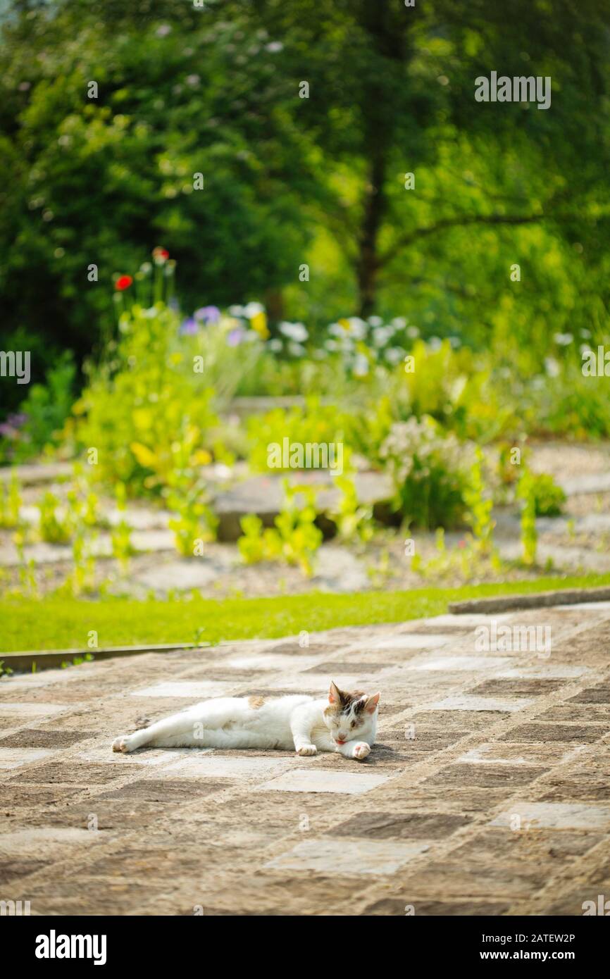 Cat lying in a garden in summer, Devon, UK Stock Photo