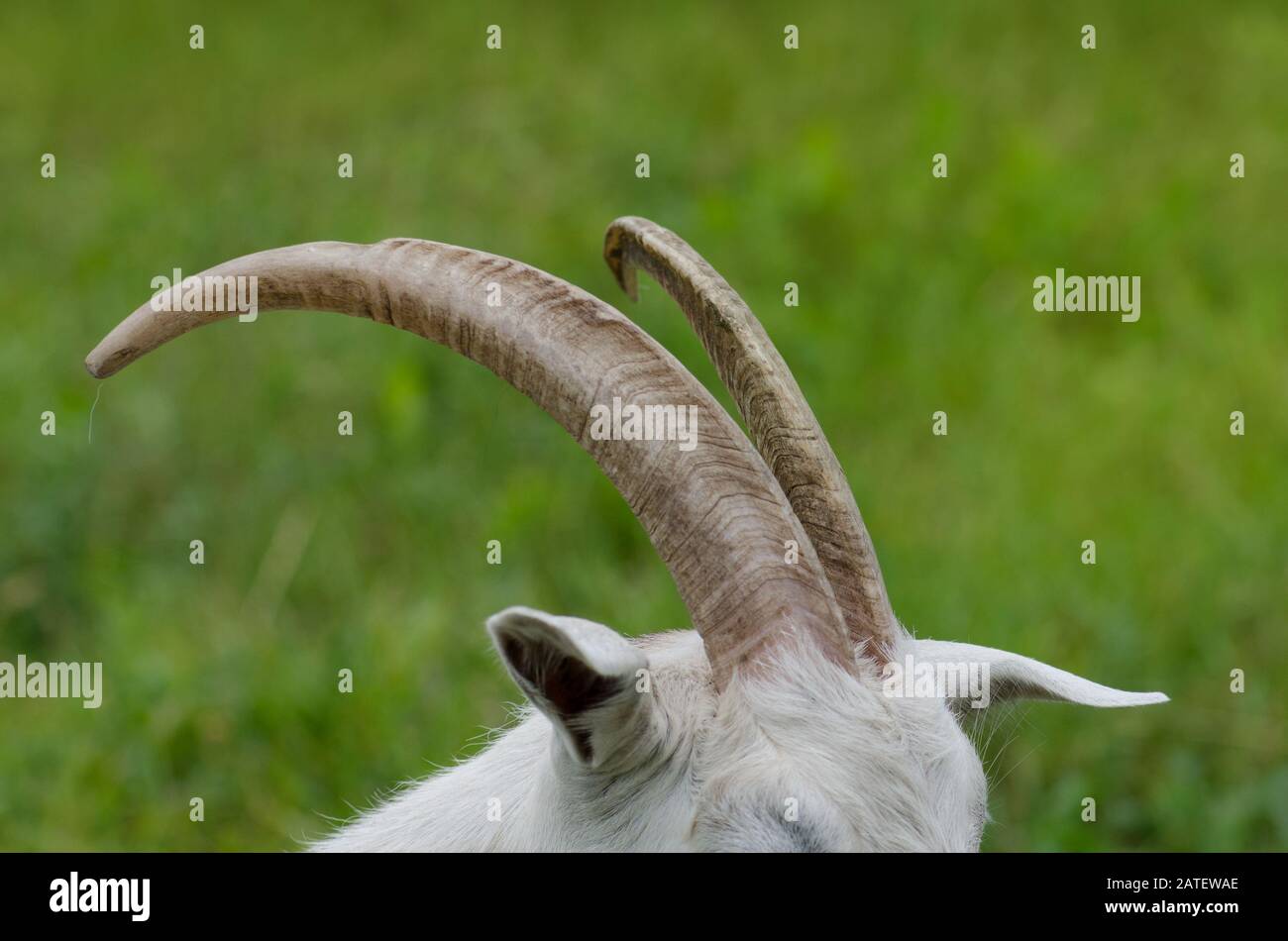 Juicy green grass and goats horns. Goat horns on country farm Stock