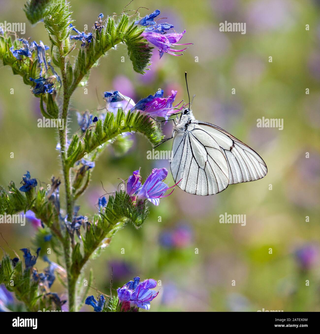 Black Veined White Butterfly Stock Photos Black Veined White