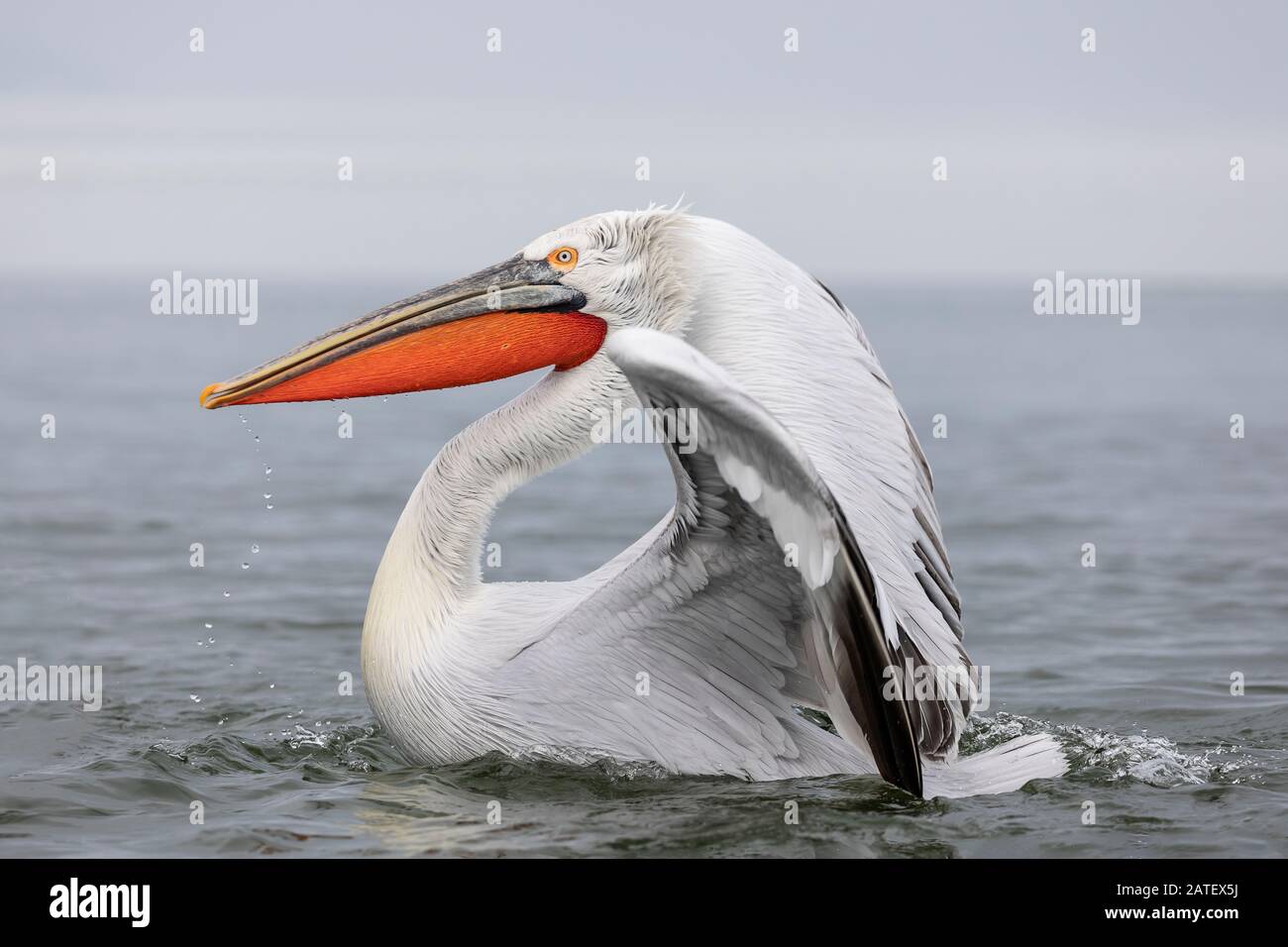 Dalmatian Pelican In Winter At Kerkini (Pelecanus crispus) Stock Photo